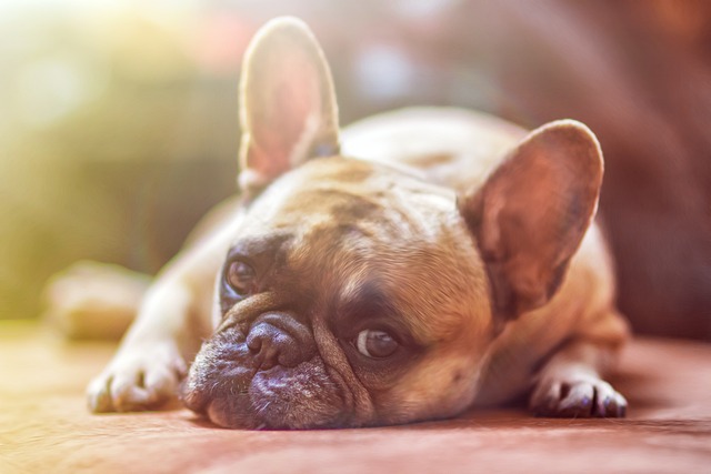 Hund staubsaugen – Typische Probleme, Reaktionen und Lösungen
